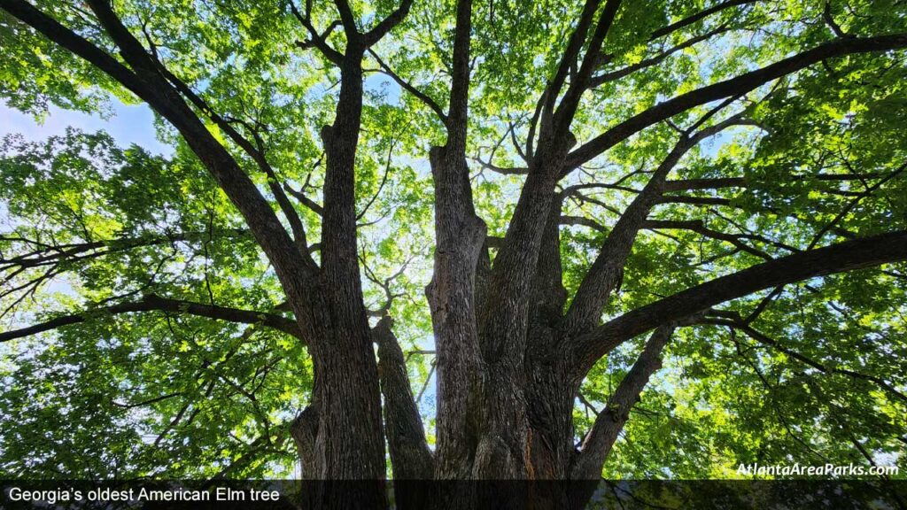 Betty-Mauldin-Park-Gwinnett-Norcross-Georgias-oldest-American-Elm-tree-2