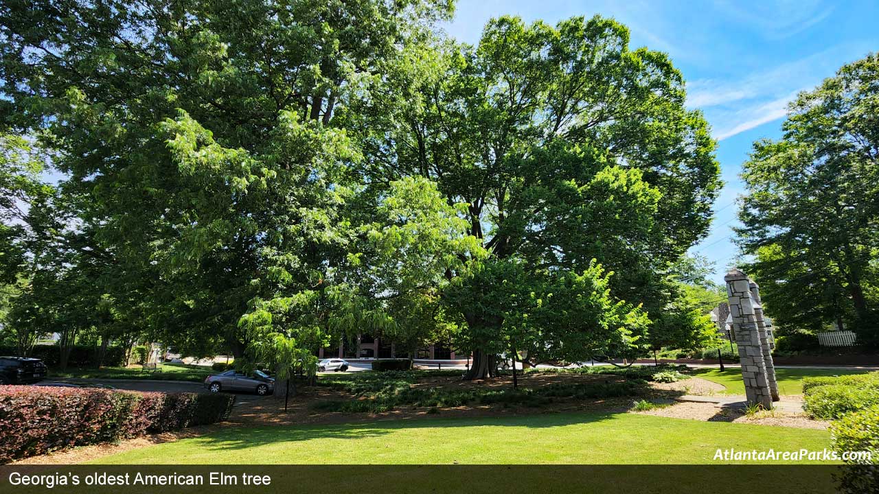 Betty-Mauldin-Park-Gwinnett-Norcross-Georgias-oldest-American-Elm-tree